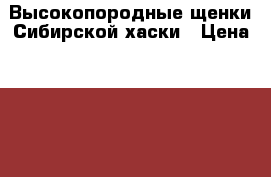 Высокопородные щенки Сибирской хаски › Цена ­ 15 000 - Ростовская обл., Новошахтинск г. Животные и растения » Собаки   . Ростовская обл.,Новошахтинск г.